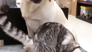 Funny video