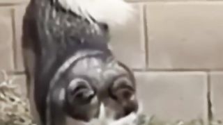 Daily Funny and Meme video eps 5
