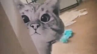 Funny cat 136