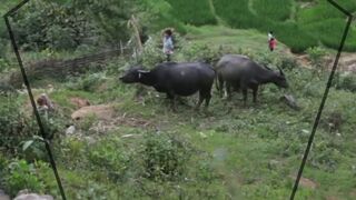 pemandangan alam bersahaja