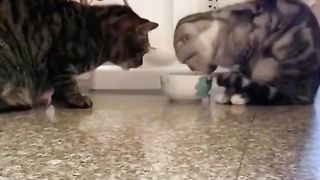 Funny video part 5 2