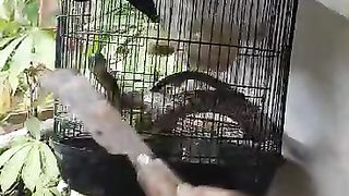 Burung 5