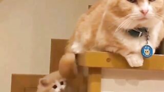 Funy cat 7