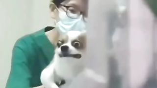 funny animal video 5