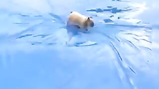 Animal funny vidios