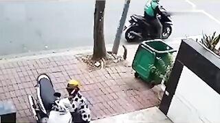 Maling maling maling gak ada habis nya