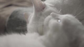 Beautiful Cat !
