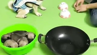 Funny and cute dog and puppies