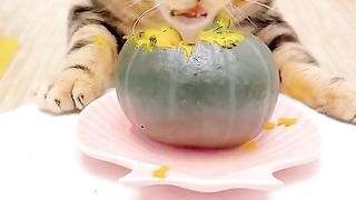Vegetable cat
