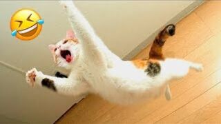 Best Funny Animal Videos 2023???? Funniest Cats And Dogs Videos
