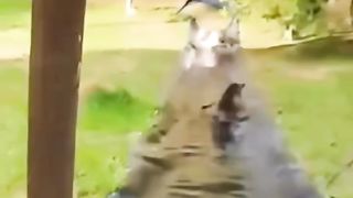 Funny dog 30