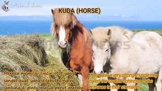 sound of animal