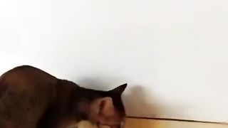 Kucing vs cicak