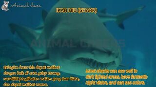 animals world