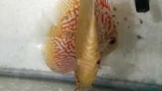 Discus fish fry