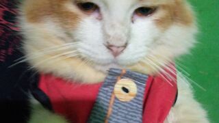 mischievous orange cat