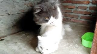 cat marriage