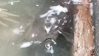 raise catfish from scratch