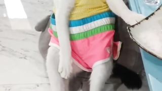 funny cat Part 1
