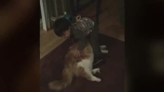 Funniest Fat Cat Compilation September | Funny Pet Videos