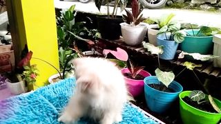 SHORT PERSIAN CAT