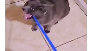 help the cat get food out