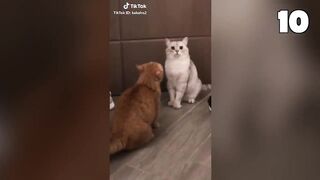 These Cats Can Speak English Better Than Hooman ???? Funny Cats Compilation