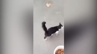 FUNNY MEMES COMPILATION V02