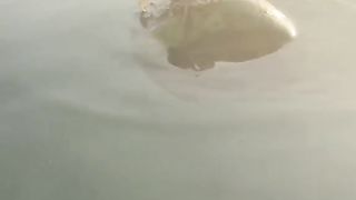 Crab funny video