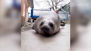 Funny Animal Videos 2023 ???? - Funniest Dogs and Cats Videos ???? #4