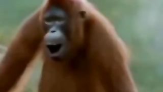MONYET JOGET