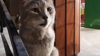 quiet cat ????????