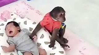 LUCU MONYET MEMANGGIL IBU SI BAYI