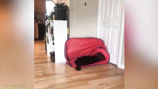 Funniest Cat Videos on the Planet #3 - Funny Cats and Dogs Videos