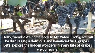 The Benefits of Grapes: Health and Deliciousness in Every Bite