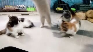 SHORT LEG CAT
