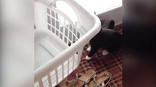 Try Not To Laugh | Funniest Cat Videos In The World | Funny Animal Videos #91