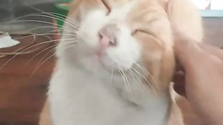 KIKU....my beloved cat