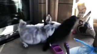 Cat Fight Compilation #2022 2