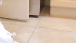 funny cat 39