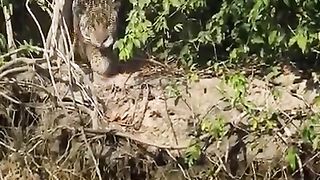 Big cat,Leopard hunting alligator in the lake...