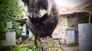 Javanese pandan civet