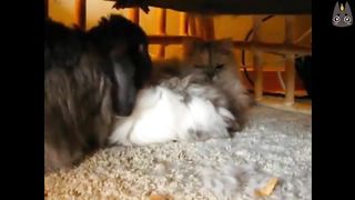 Cats Who Slap PART 3! (A Compilation)