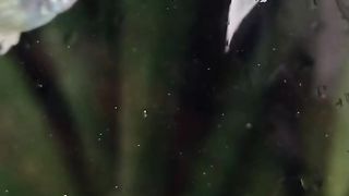 Fishh 2