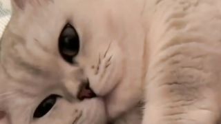 Kucing 6