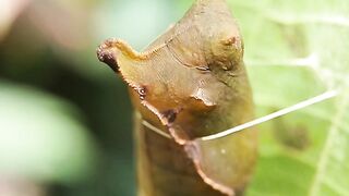 caterpillar cocoons