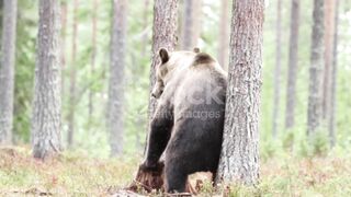 funny dancing bear