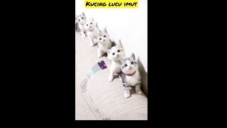 Cute kitten behavior