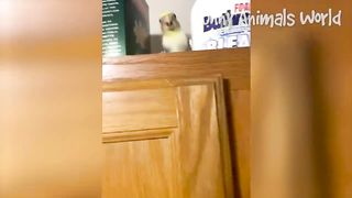 Funny Dogs And Cats Videos 2023 ???????? - Best Animal Videos Of The Month ???? #5