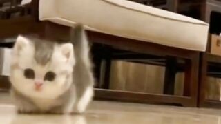 Cute baby cat. Bayi kucing lucu. Lucu. Bayi. Kucing. Menggemaskan